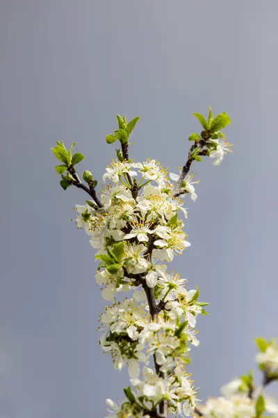 Arbre Fruitier Fleuri Aux Fleurs Blanches Parfumées Avec Grands Pétales — Photo