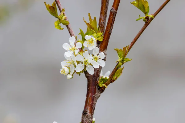 Árvore Fruto Florescente Com Flores Brancas Fragrantes Com Grandes Pétalas — Fotografia de Stock