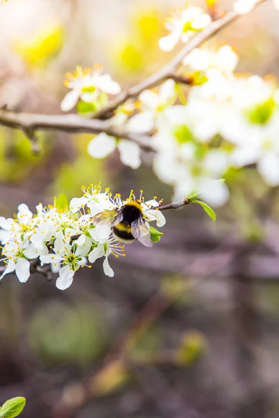 Arbre Fruitier Fleuri Avec Des Fleurs Blanches Parfumées Avec Grands — Photo