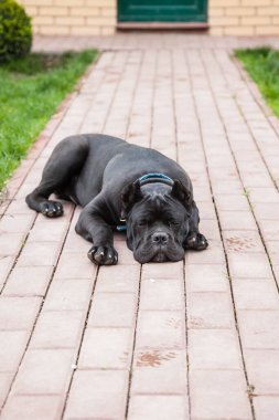 Baston-Corso 'nun genç köpeği baharın başında çimlerde yürürken ürer.