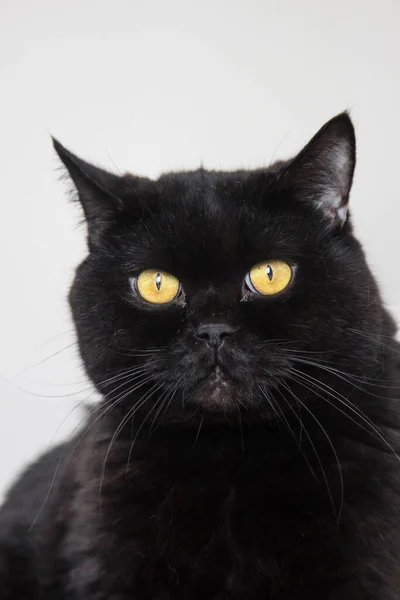 Retrato Gato Preto Com Olhos Amarelos Brilhantes Olhando Linha Reta — Fotografia de Stock