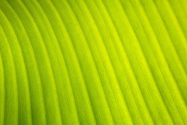 bir desen ile muz yaprağı. Üstten güzel görünüm