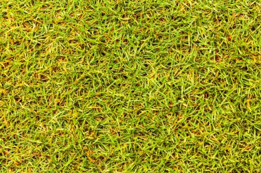 Desen tasarım ve arka plan için çim dokusu Golf Sahası.