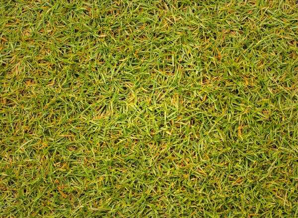 Texture grass Golf Course for design pattern and background. — Stock Photo, Image