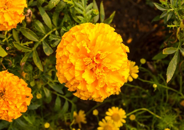 Marigolds όμορφο φωτεινό κίτρινο — Φωτογραφία Αρχείου