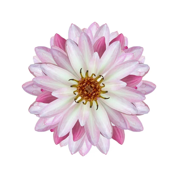 Hermoso loto (flor de loto individual aislada sobre fondo blanco — Foto de Stock