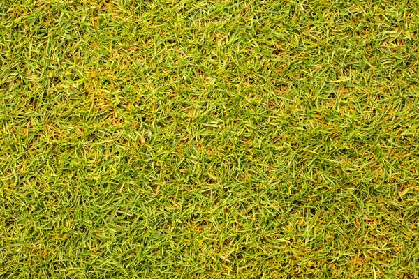 Campo de golf de textura de hierba para el patrón de diseño y fondo . Fotos de stock libres de derechos