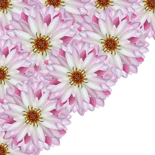 Hermoso loto (flor de loto individual aislada sobre fondo blanco — Foto de Stock