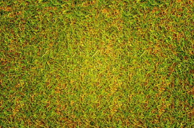 golf sahası arka plan doku çim çimen.