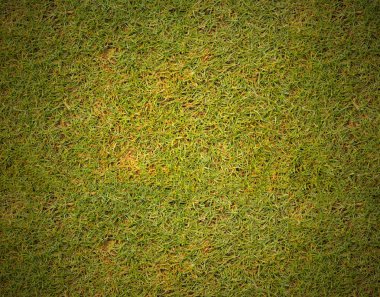 golf sahası arka plan doku çim çimen.