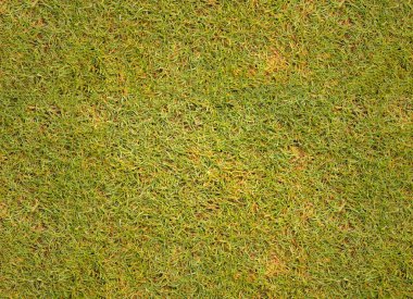 golf sahası arka plan doku çim çimen.