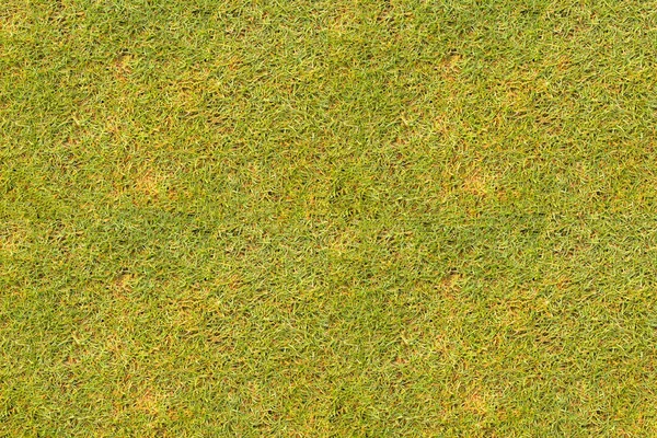 Grass background texture lawn of golf course. — Stock Photo, Image