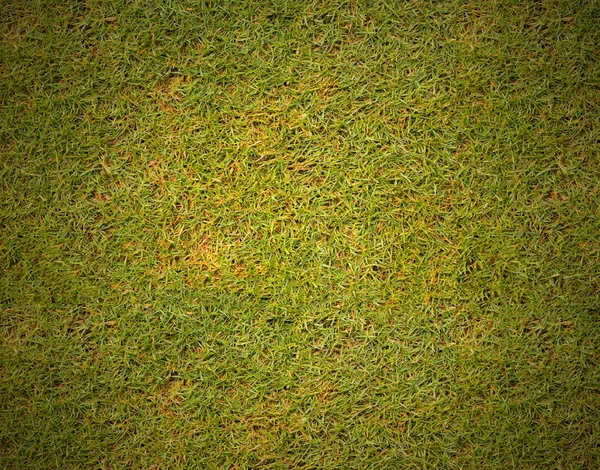 Gras Hintergrund Textur Rasen des Golfplatzes. — Stockfoto