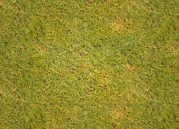 Erba sfondo texture prato del campo da golf . — Foto Stock