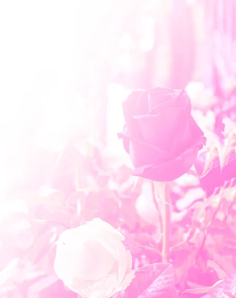 Rose Blume Vintage Lichtfilter und Farbfilter anwenden Design und Hintergrund. — Stockfoto
