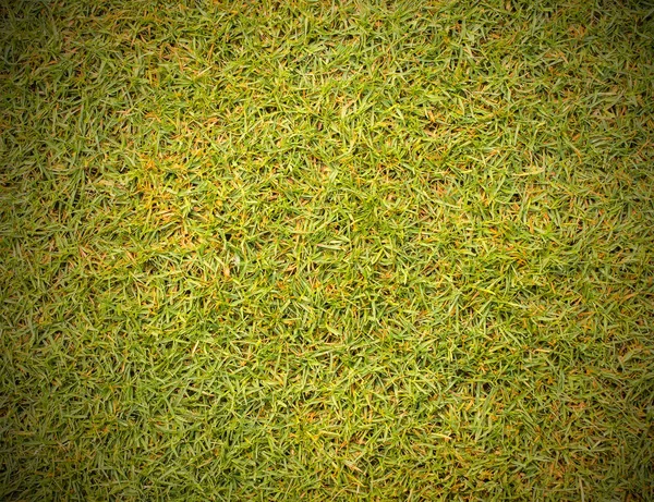 Gras achtergrond textuur gazon van de golfbaan. — Stockfoto