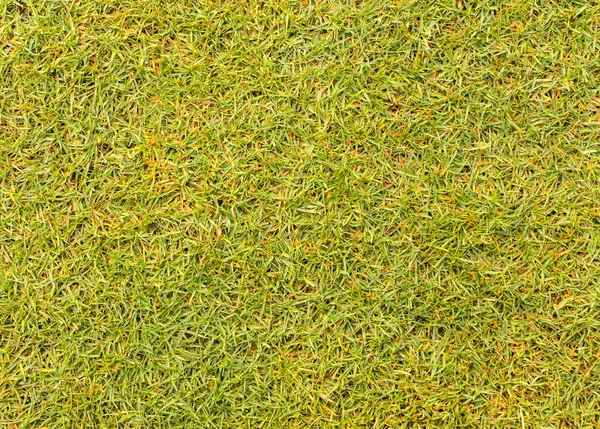 Césped textura de fondo césped del campo de golf . —  Fotos de Stock