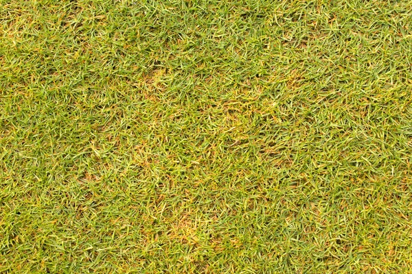 Gras Hintergrund Textur Rasen des Golfplatzes. — Stockfoto