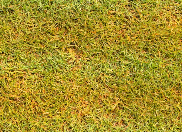 Gras Hintergrund Textur Rasen des Golfplatzes. — Stockfoto