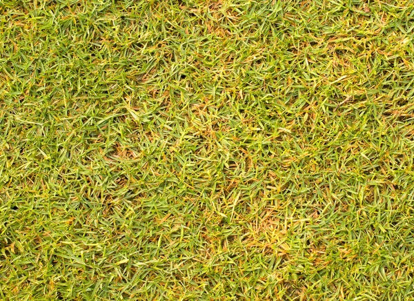 草背景纹理的高尔夫球场的草坪. — 图库照片