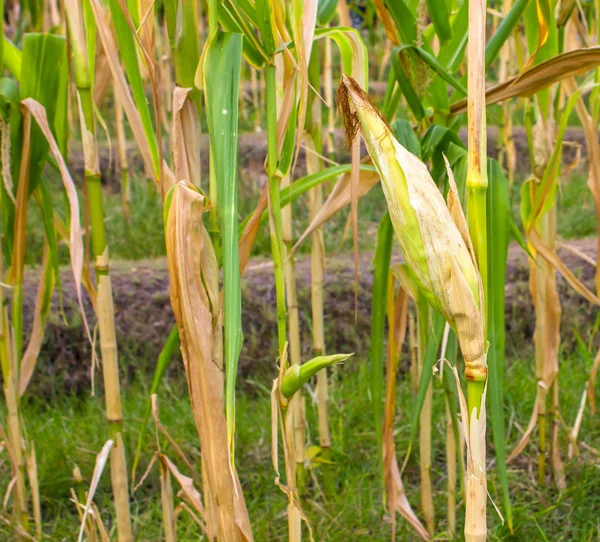 Предпосылки / контекст corn fields . — стоковое фото