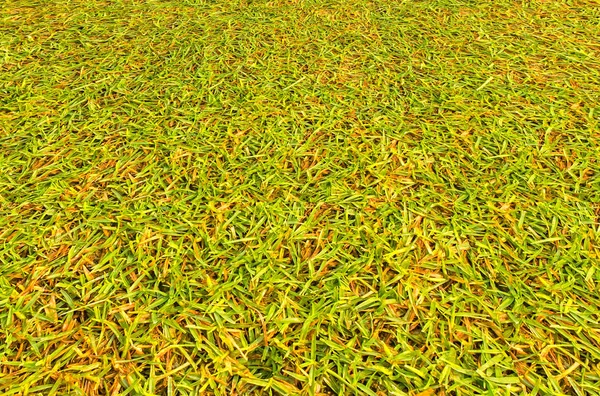Gräsmattan bakgrund textur av golfbana. — Stockfoto