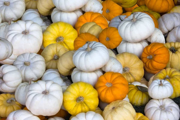 Calabaza tallos Diseño y fondo —  Fotos de Stock