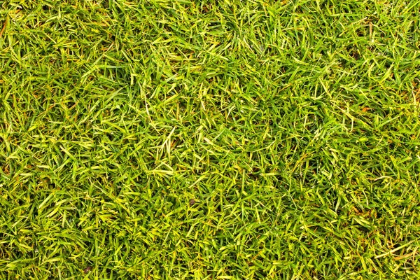 Grass texture Golf Course for design pattern and background. — Stock Photo, Image