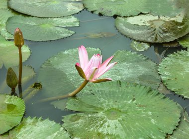 Güzel nilüfer çiçeği, Tayland Buda 'nın sembolüdür..
