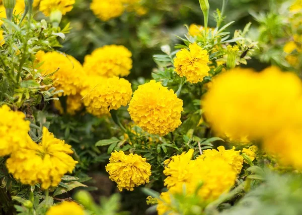 Όμορφη marigold στον κήπο. — Φωτογραφία Αρχείου
