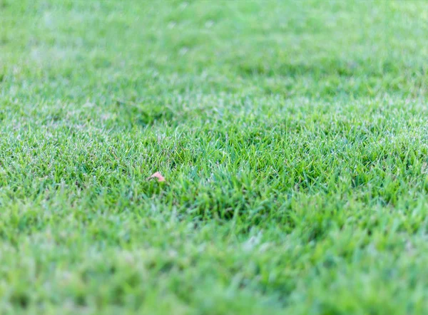 Textur des grünen Grases — Stockfoto