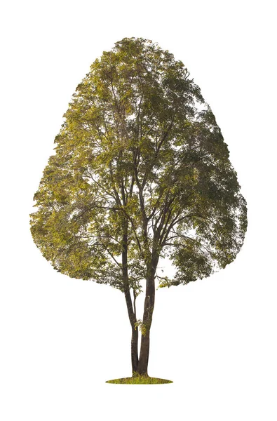 Pohon terisolasi pada latar belakang putih. tapak kliping — Stok Foto