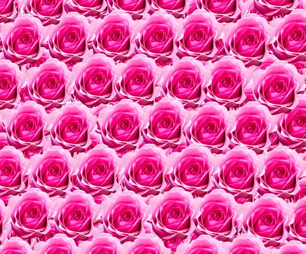 Trandafiri roșii naturale fundal — Fotografie, imagine de stoc