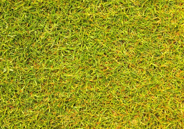 Texture erba verde — Foto Stock