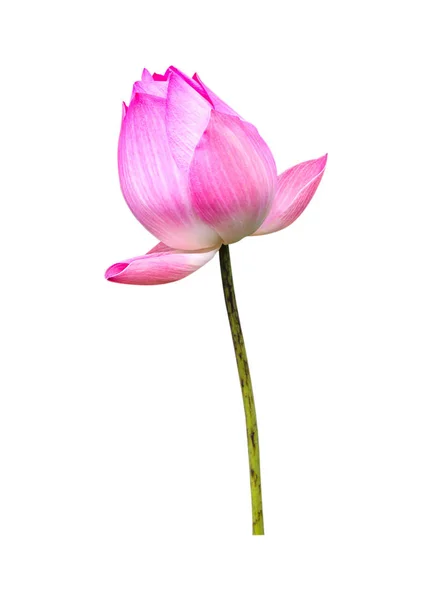 Flor de loto aislada sobre fondo blanco. — Foto de Stock