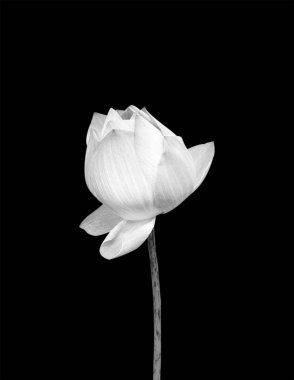 Nilüfer çiçeği siyah arkaplanda izole edilmiş.