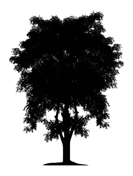 Silhueta árvore isolada no fundo branco. caminho de recorte — Fotografia de Stock
