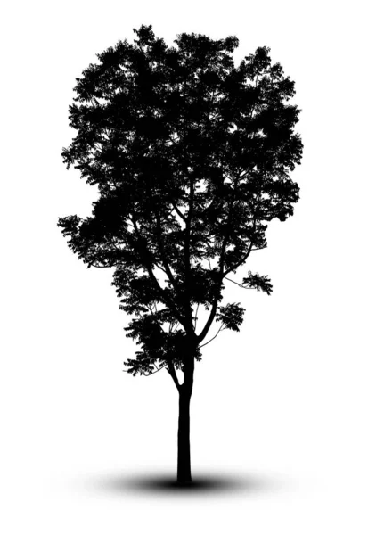 Silhouette Baum isoliert auf weißem Hintergrund. — Stockfoto