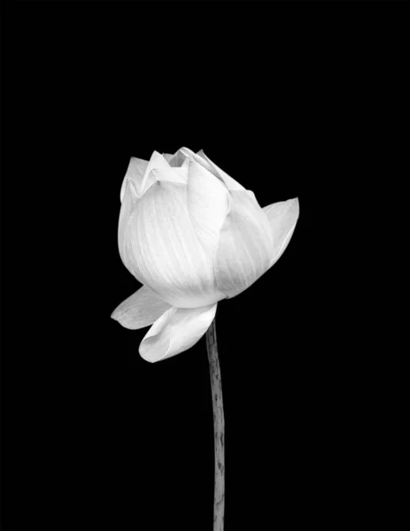Lotus flower isolated on black background.