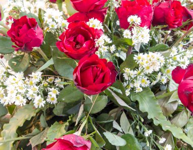 Arkaplan tasarımı için doğal gül arkaplanı