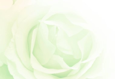 Gül arka plan. Vintage renk filtresi