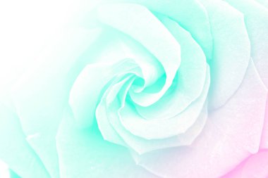 Gül arka plan. Vintage renk filtresi