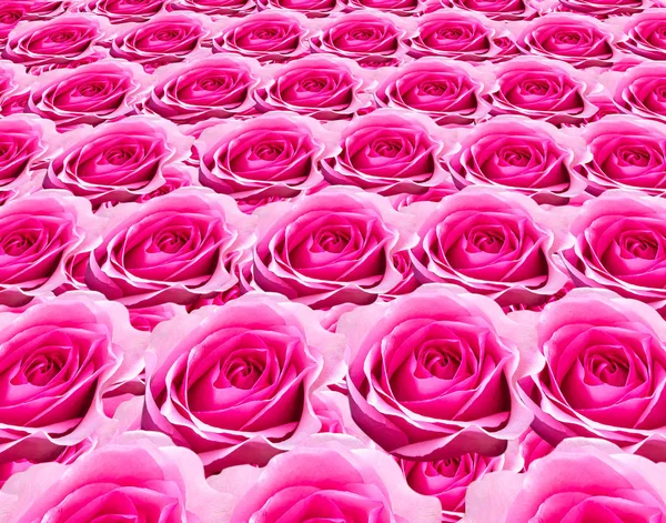 Fondo de rosas naturales para el diseño de fondo — Foto de Stock