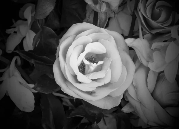 Přírodní růže pozadí černá a bílá — Stock fotografie