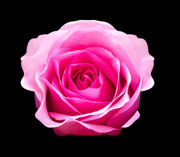 rose isolated on black background.