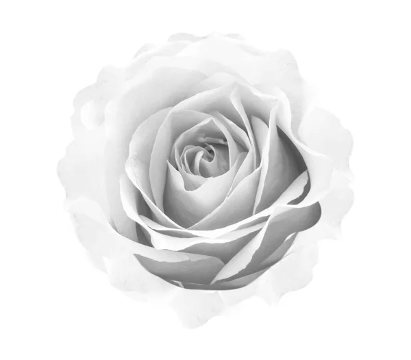 Роза на белом фоне. — стоковое фото