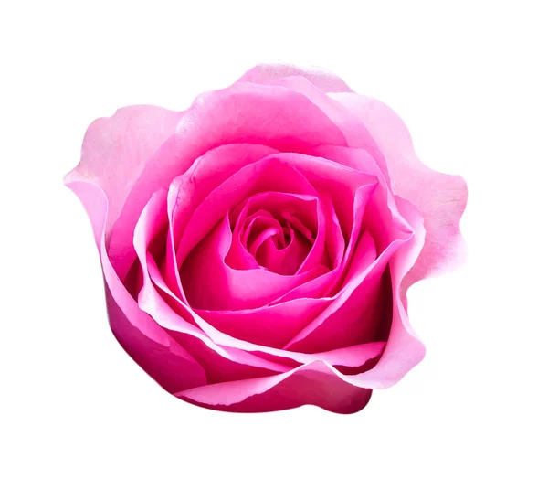 Rosa isolado no fundo branco. — Fotografia de Stock