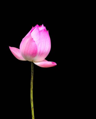 Nilüfer çiçeği siyah arkaplanda izole edilmiş.