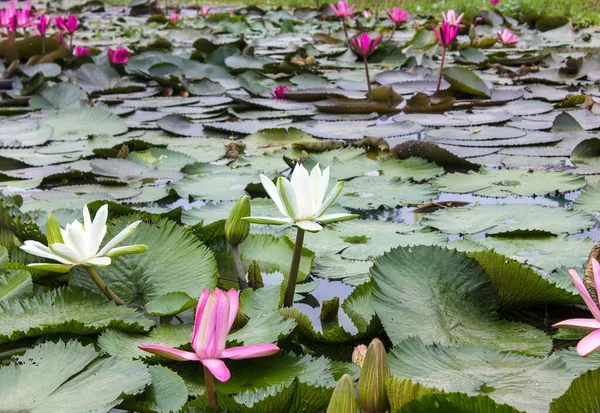 美しい蓮の花は、仏、タイのシンボルです. — ストック写真