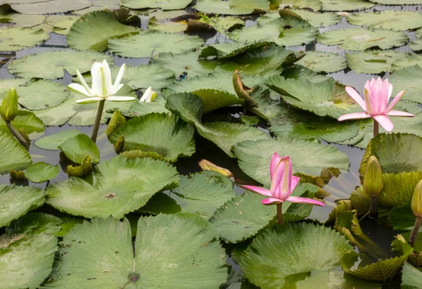 Belle fleur de lotus est le symbole du Bouddha, Thaïlande. — Photo